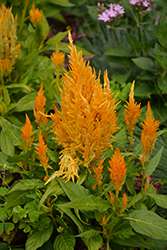 Fresh Look Yellow Celosia (Celosia 'Fresh Look Yellow') at Canadale Nurseries