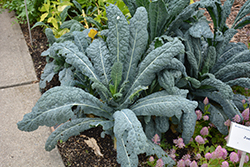 Black Magic Kale (Brassica oleracea var. sabellica 'Black Magic') at Canadale Nurseries