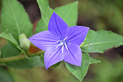 Astra Blue Balloon Flower (Platycodon grandiflorus 'Astra Blue') at Canadale Nurseries