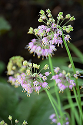 Nodding Onion (Allium cernuum) at Canadale Nurseries