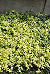 Lemon Licorice Plant (Helichrysum petiolare 'Lemon Licorice') at Canadale Nurseries