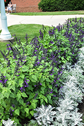 Rockin' Playin' The Blues Salvia (Salvia 'Balsamispim') at Canadale Nurseries