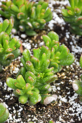 Hobbit Jade Plant (Crassula ovata 'Hobbit') at Canadale Nurseries