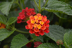 Havana Red Sky Lantana (Lantana 'Havana Red Sky') at Canadale Nurseries