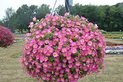 Supertunia Daybreak Charm Petunia (Petunia 'USTUN69002') at Canadale Nurseries