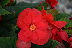 Nonstop Red Begonia (Begonia 'Nonstop Red') at Canadale Nurseries