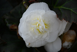 Nonstop Mocca White Begonia (Begonia 'Nonstop Mocca White') at Canadale Nurseries