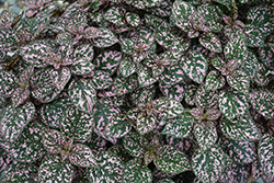 Hippo Pink Polka Dot Plant (Hypoestes phyllostachya 'Hippo Pink') at Canadale Nurseries
