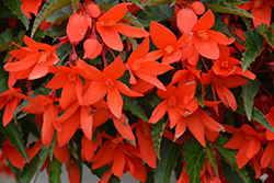 Waterfall Encanto Orange Begonia (Begonia boliviensis 'Encanto Orange') at Canadale Nurseries