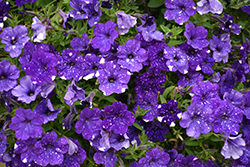 Headliner Night Sky Petunia (Petunia 'KLEPH15313') at Canadale Nurseries