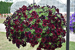 Headliner Starry Sky Burgundy Petunia (Petunia 'KLEPH18389') at Canadale Nurseries