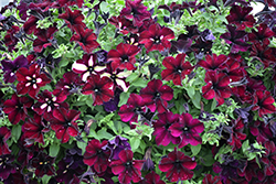 Headliner Starry Sky Burgundy Petunia (Petunia 'KLEPH18389') at Canadale Nurseries