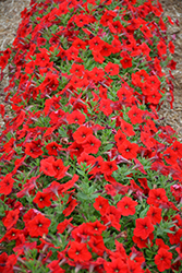 Easy Wave Red Petunia (Petunia 'Easy Wave Red') at Canadale Nurseries