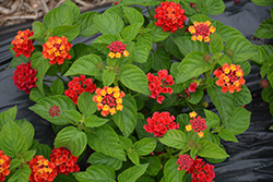 Havana Red Sky Lantana (Lantana 'Havana Red Sky') at Canadale Nurseries