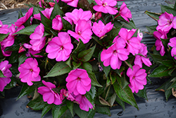 SunPatiens Compact Purple New Guinea Impatiens (Impatiens 'SAKIMP037') at Canadale Nurseries