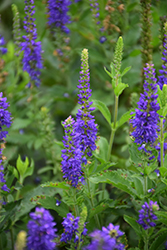 Ronica Blue Speedwell (Veronica 'Ronica Blue') at Canadale Nurseries