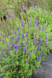 Ronica Blue Speedwell (Veronica 'Ronica Blue') at Canadale Nurseries
