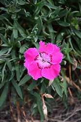 Mountain Frost Rose Bouquet Pinks (Dianthus 'KonD1044K2') at Canadale Nurseries