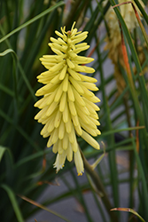 Pineapple Popsicle Torchlily (Kniphofia 'Pineapple Popsicle') at Canadale Nurseries