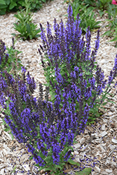 Merleau Blue Sage (Salvia 'Merleau Blue') at Canadale Nurseries
