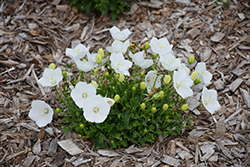Pearl White Bellflower (Campanula carpatica 'Pearl White') at Canadale Nurseries