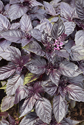 Red Rubin Basil (Ocimum basilicum 'Red Rubin') at Canadale Nurseries