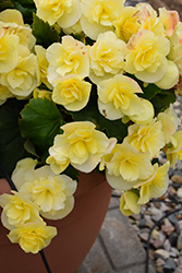 Solenia Yellow Begonia (Begonia x hiemalis 'Solenia Yellow') at Canadale Nurseries