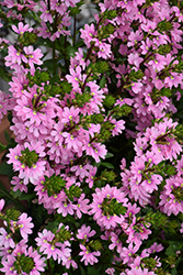 Whirlwind Pink Fan Flower (Scaevola aemula 'Whirlwind Pink') at Canadale Nurseries