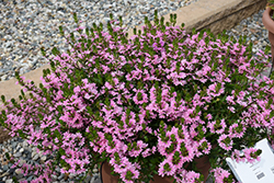 Whirlwind Pink Fan Flower (Scaevola aemula 'Whirlwind Pink') at Canadale Nurseries