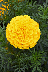 Lady Gold Marigold (Tagetes erecta 'Lady Gold') at Canadale Nurseries