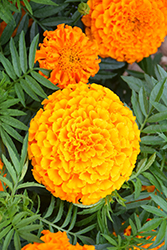 Taishan Orange Marigold (Tagetes erecta 'Taishan Orange') at Canadale Nurseries