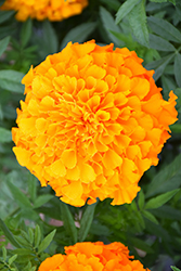Perfection Orange Marigold (Tagetes erecta 'Perfection Orange') at Canadale Nurseries