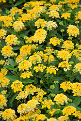 Havana Sunshine Lantana (Lantana 'Havana Sunshine') at Canadale Nurseries