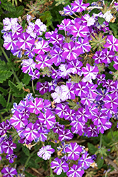 Lanai Purple Star Verbena (Verbena 'Lanai Purple Star') at Canadale Nurseries