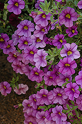 Aloha Purple Calibrachoa (Calibrachoa 'Aloha Purple') at Canadale Nurseries