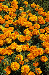 Taishan Orange Marigold (Tagetes erecta 'Taishan Orange') at Canadale Nurseries