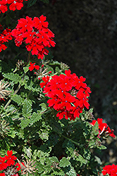 Lanai Red Verbena (Verbena 'Lanai Red') at Canadale Nurseries