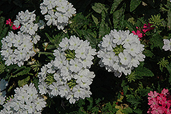 Lanai Blush White Verbena (Verbena 'Lanai Blush White') at Canadale Nurseries