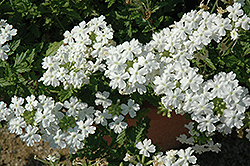 Tukana White Verbena (Verbena 'Tukana White') at Canadale Nurseries