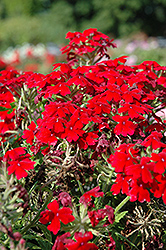 Aztec Dark Red Verbena (Verbena 'Aztec Dark Red') at Canadale Nurseries