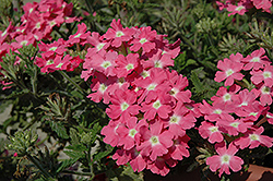 Aztec Pink Verbena (Verbena 'Aztec Pink') at Canadale Nurseries