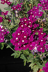 Aztec Violet Verbena (Verbena 'Aztec Violet') at Canadale Nurseries