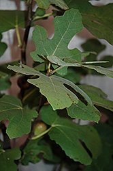 Chicago Hardy Fig (Ficus carica 'Chicago Hardy') at Canadale Nurseries