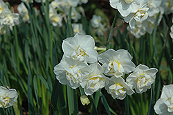 Cheerfulness Daffodil (Narcissus 'Cheerfulness') at Canadale Nurseries