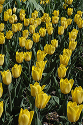 Strong Gold Tulip (Tulipa 'Strong Gold') at Canadale Nurseries