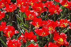 Abba Tulip (Tulipa 'Abba') at Canadale Nurseries