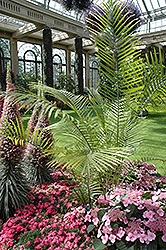 Majesty Palm (Ravenea rivularis) at Canadale Nurseries