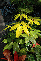 Amate Soleil Schefflera (Schefflera actinophylla 'Amate Soleil') at Canadale Nurseries