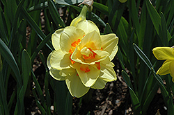 Tahiti Daffodil (Narcissus 'Tahiti') at Canadale Nurseries