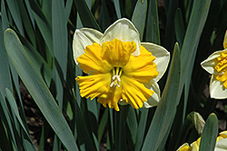 Orangery Daffodil (Narcissus 'Orangery') at Canadale Nurseries